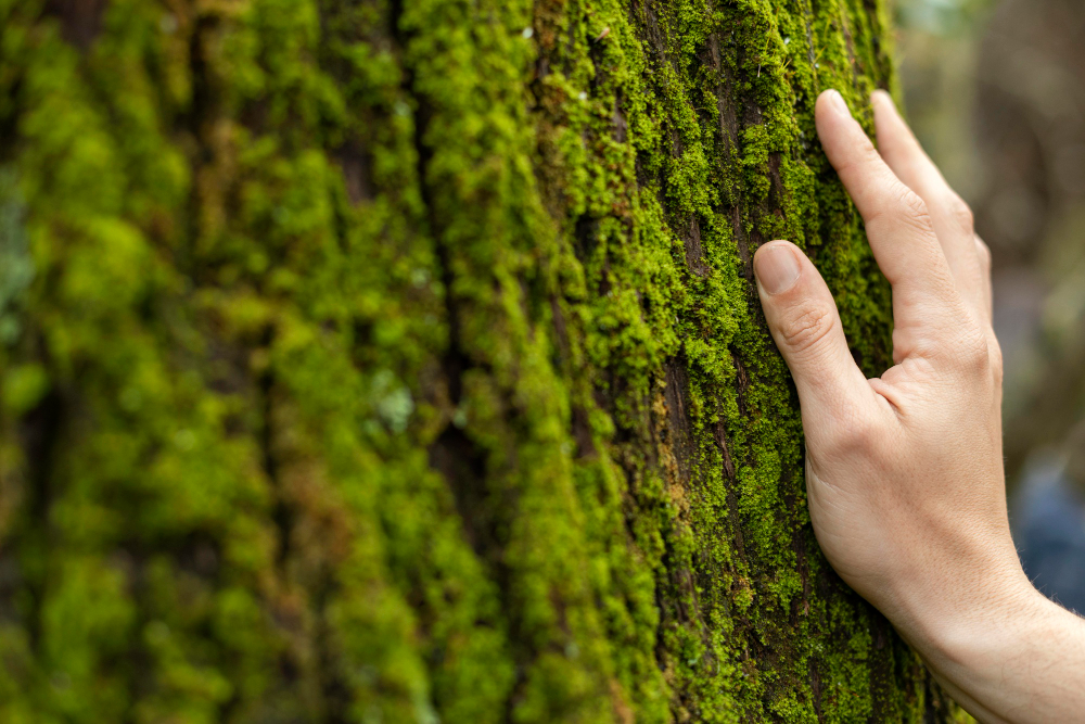Fundación Biodiversidad lanza unha convocatoria de axudas para o fomento da bioeconomía forestal 2023