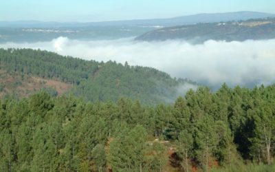 O Clúster da Biomasa de Galicia anuncia a licitación dun contrato de servizos de tarefas