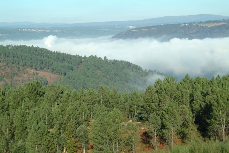 O Clúster da Biomasa de Galicia anuncia a licitación dun contrato de servizos de tarefas